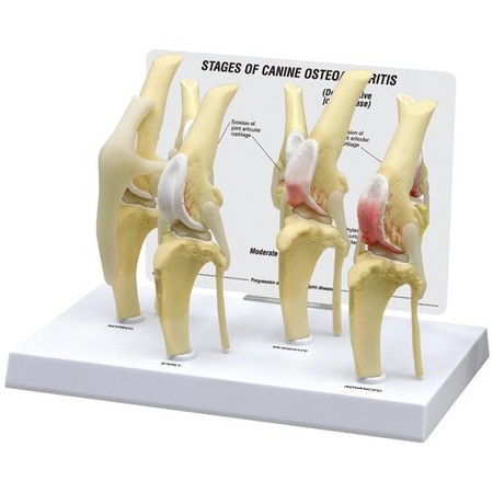 GPI ANATOMICAL Anatomical Model - 4-Stage Canine Knee - Osteoarthritis 9051